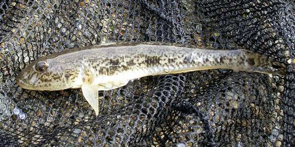 Sivun Acanthogobius kuva