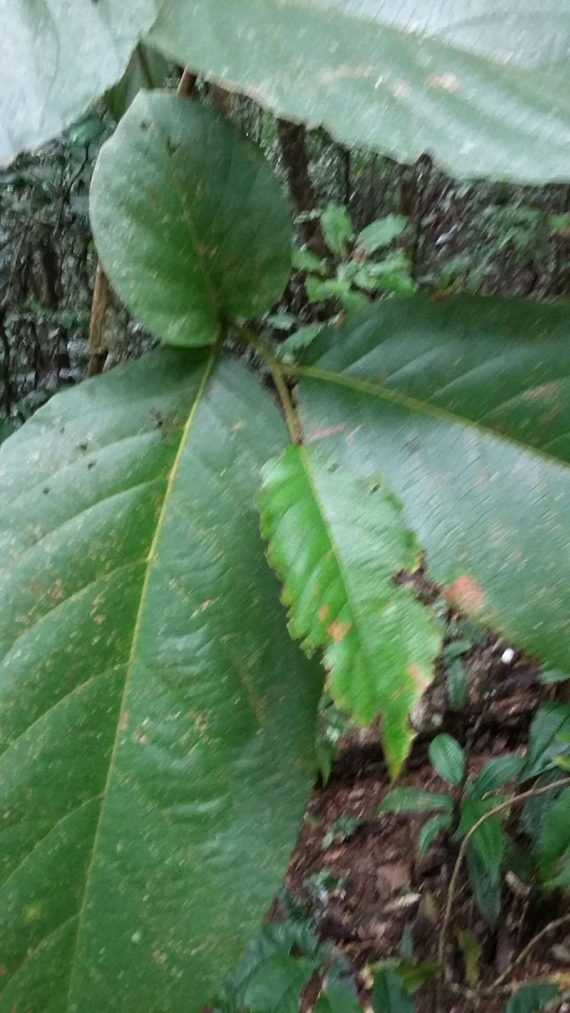 Plancia ëd Cordia sulcata DC.