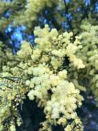 Imagem de Acacia fimbriata A. Cunn. ex G. Don