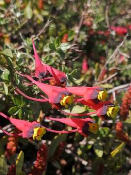 Image of Tropaeolum tricolor Sw.