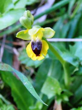 Image of Yellow Ophrys