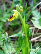 Image of Yellow Ophrys