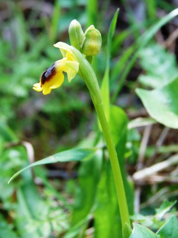 Image of Yellow Ophrys