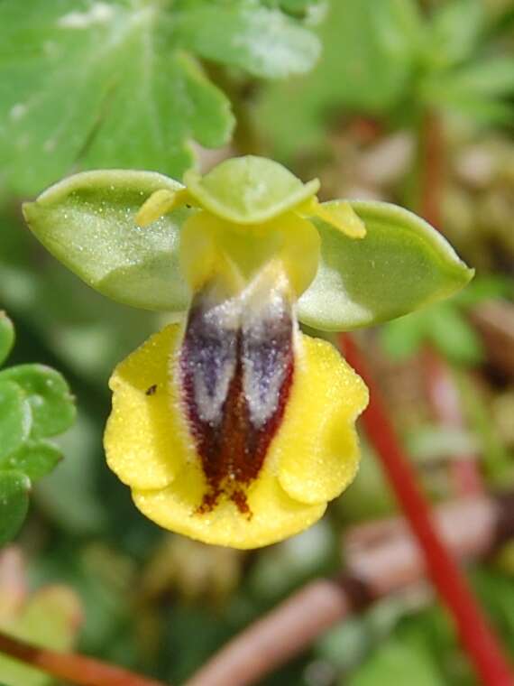 Image of Yellow Ophrys