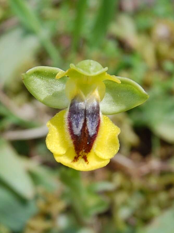 Image of Yellow Ophrys