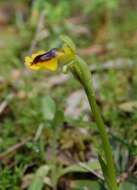 Image of Yellow Ophrys