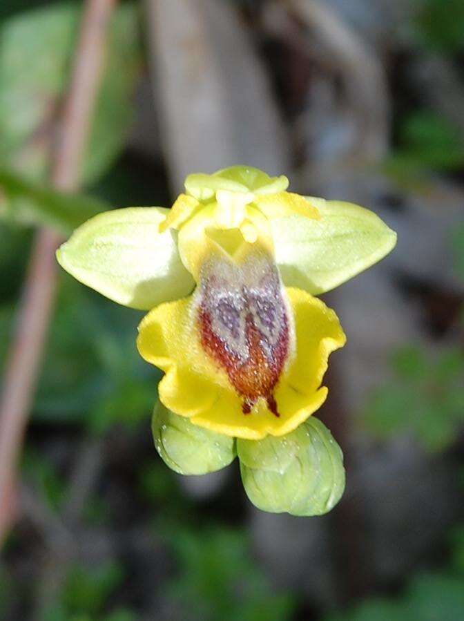 Image of Yellow Ophrys