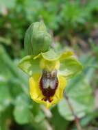 Image of Yellow Ophrys