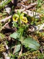 Image of Yellow Ophrys