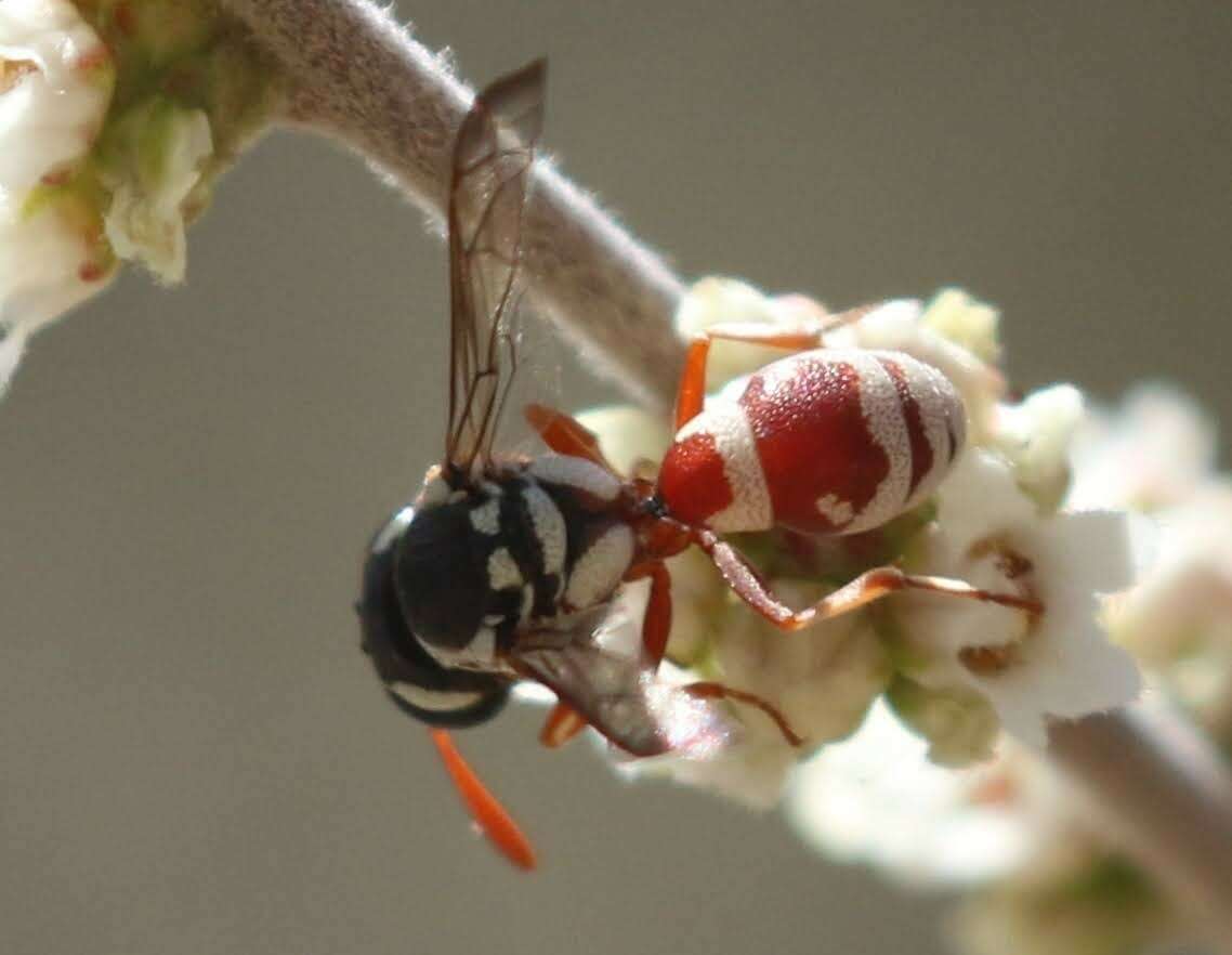 Sivun Pterocheilus tricoloratus Bohart 1940 kuva