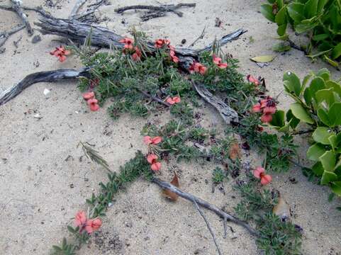 Imagem de Indigofera porrecta Eckl. & Zeyh.