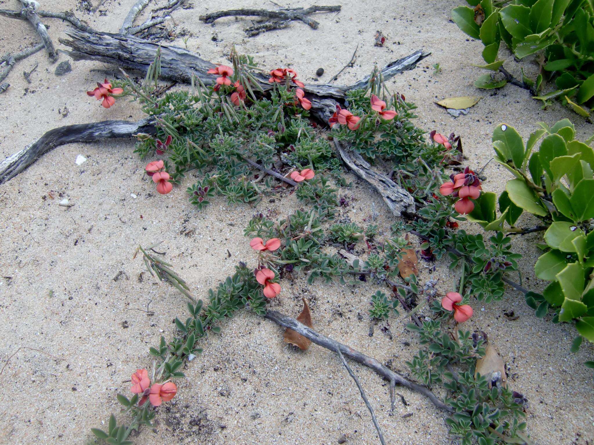 Indigofera porrecta Eckl. & Zeyh.的圖片