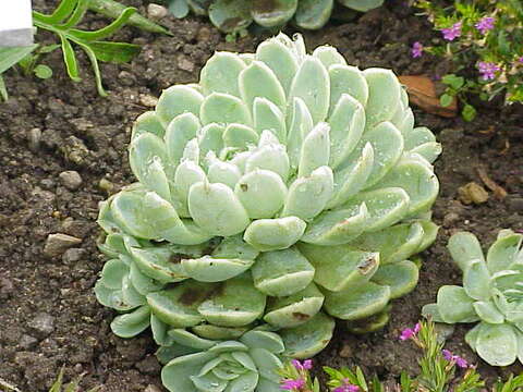 Image of echeveria