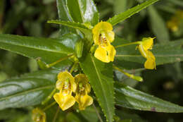 Image of Impatiens dalzellii Hook. fil. & Thoms.