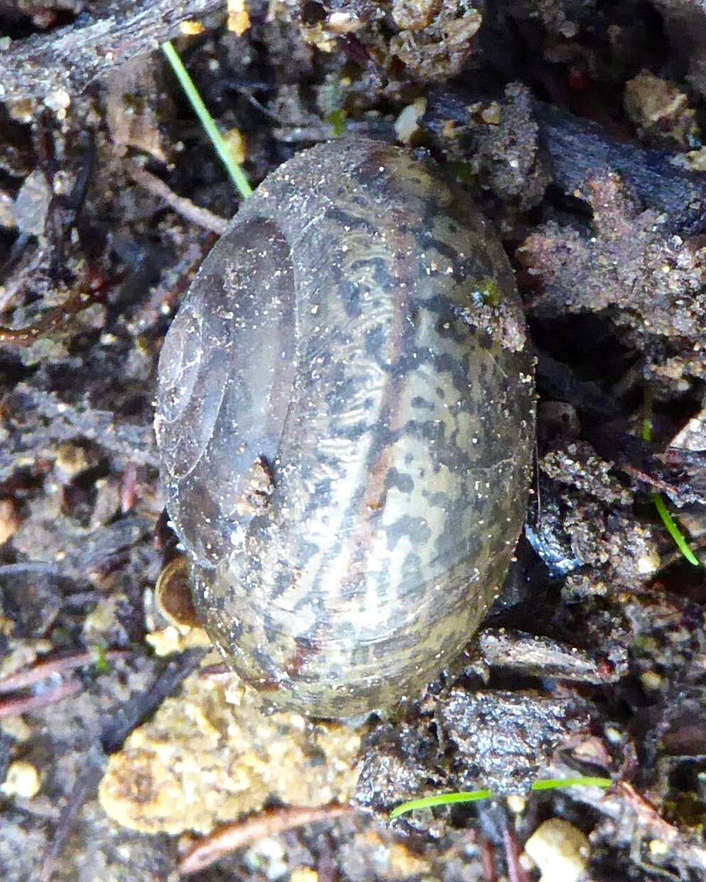 Image of Helminthoglypta petricola (S. S. Berry 1916)