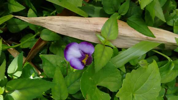 Imagem de Torenia travancorica Gamble