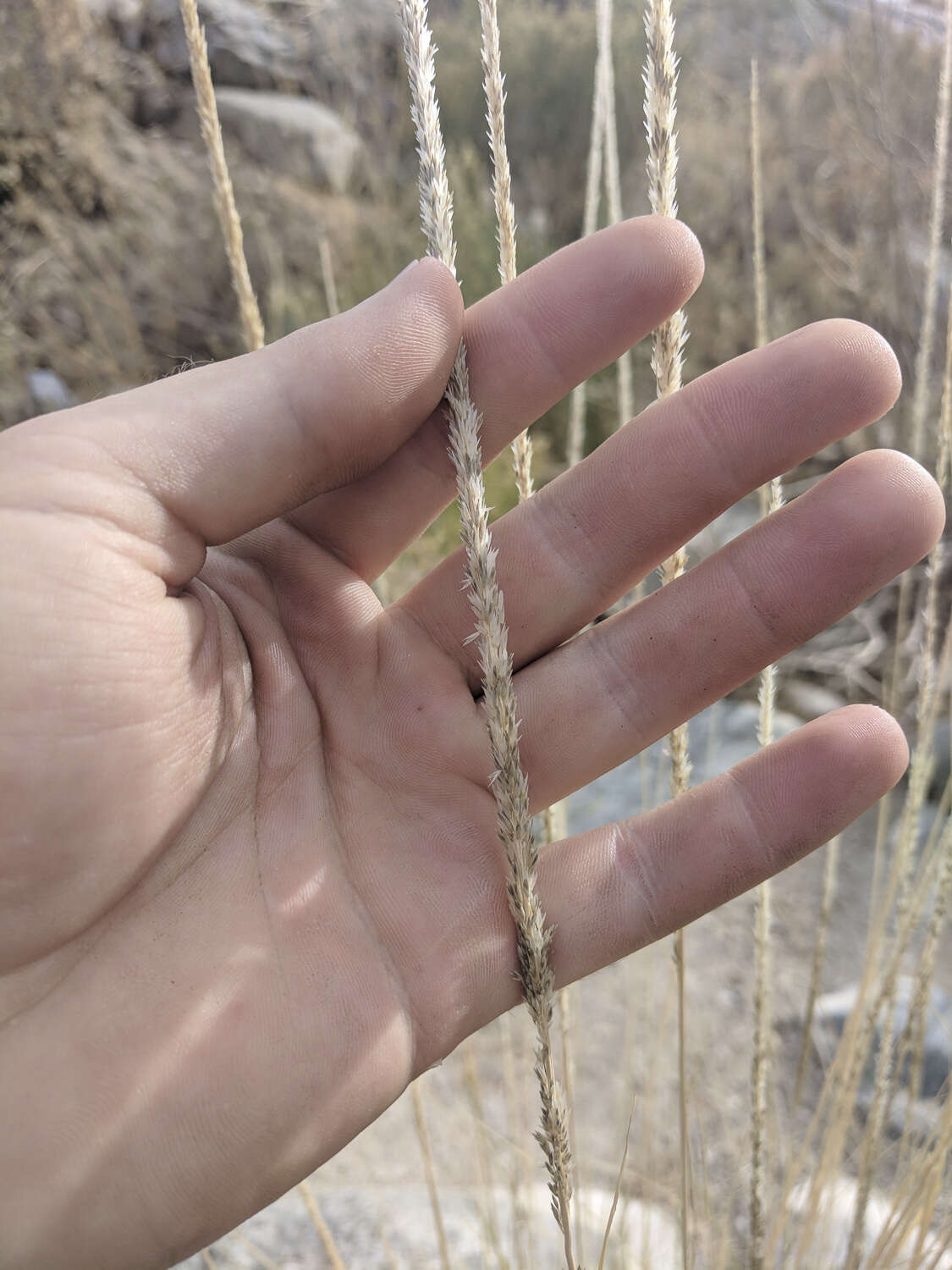 Image of deergrass