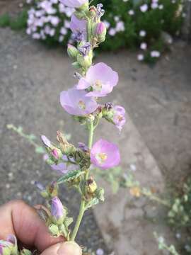 Image of Sphaeralcea axillaris S. Wats.