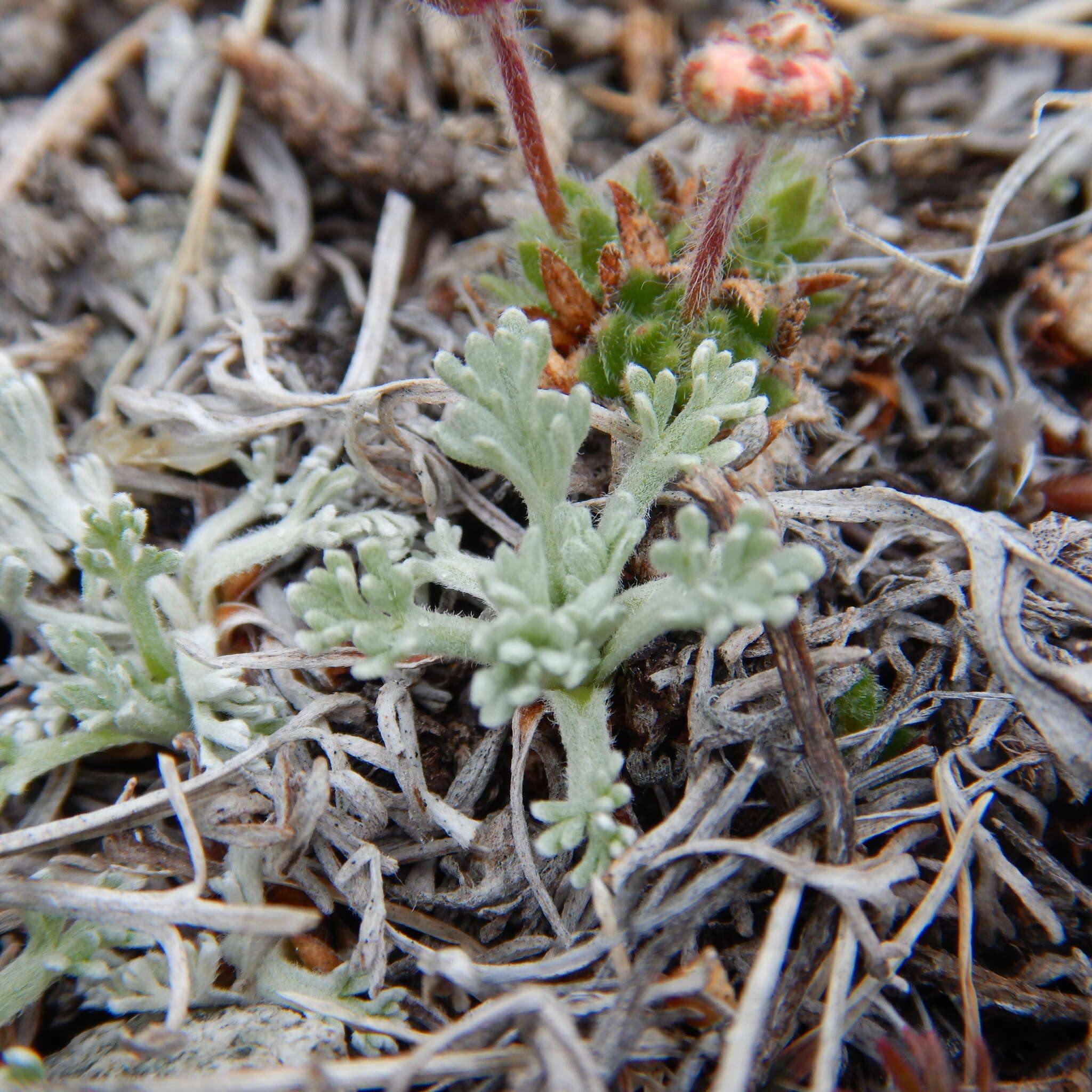 Image of forked wormwood