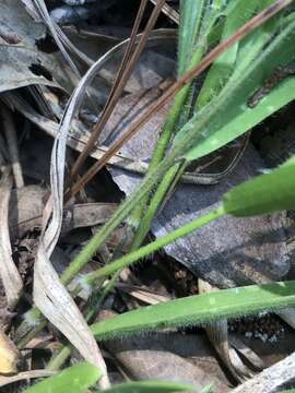 Image of whitehair rosette grass