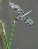 Imagem de Celithemis fasciata Kirby 1889