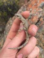 Image of Dwarf Girdled Lizard