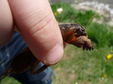 Image of European Mole Cricket