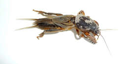 Image of European Mole Cricket