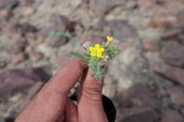 Слика од Arnebia hispidissima (Lehm.) DC.