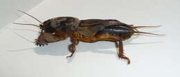 Image of European Mole Cricket