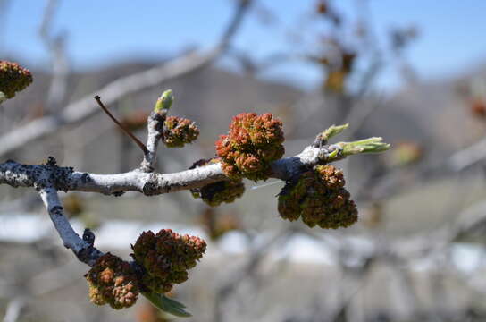 Image of pistachio nut