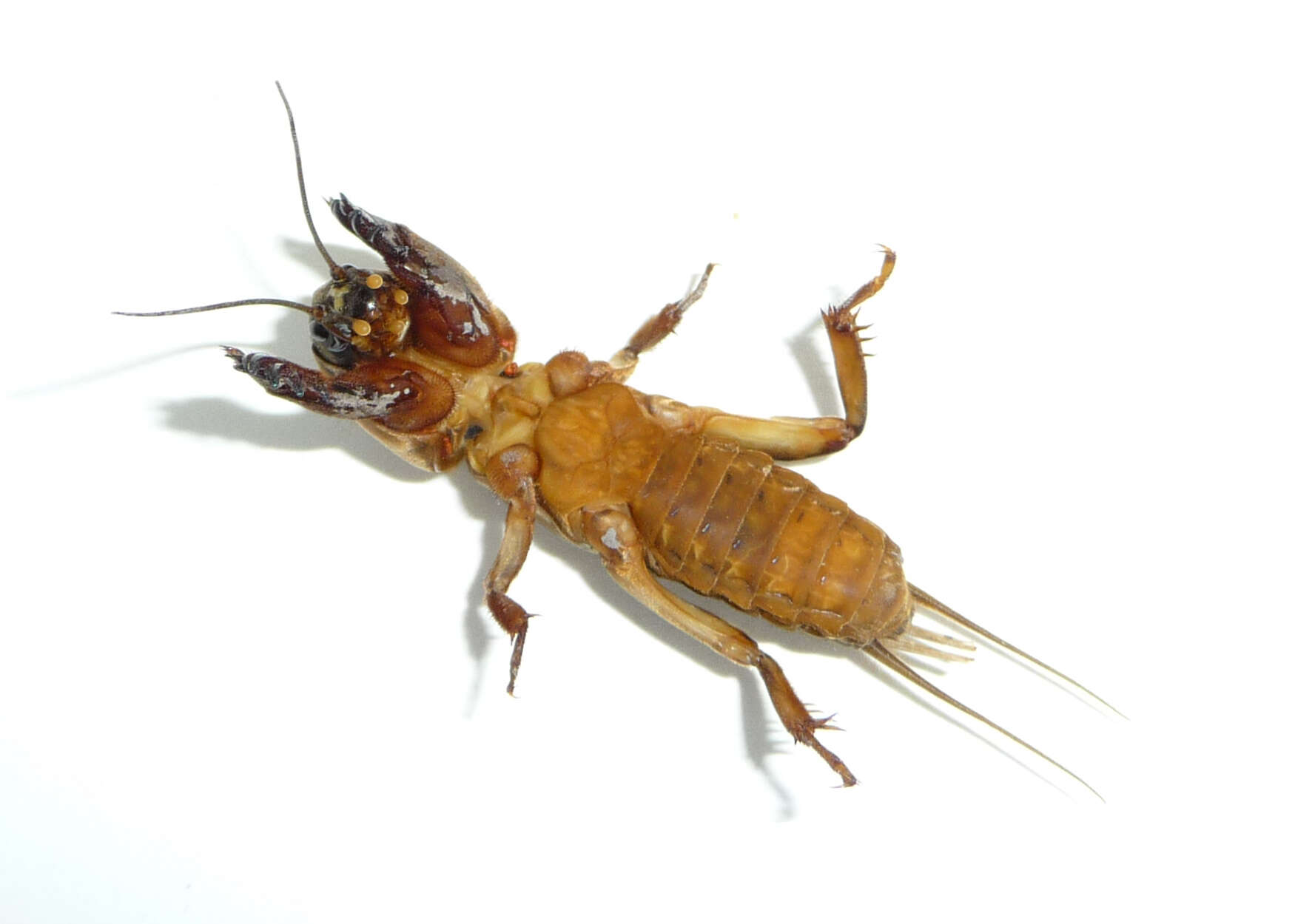 Image of European Mole Cricket