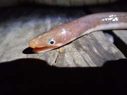 Image of Long-finned worm eel
