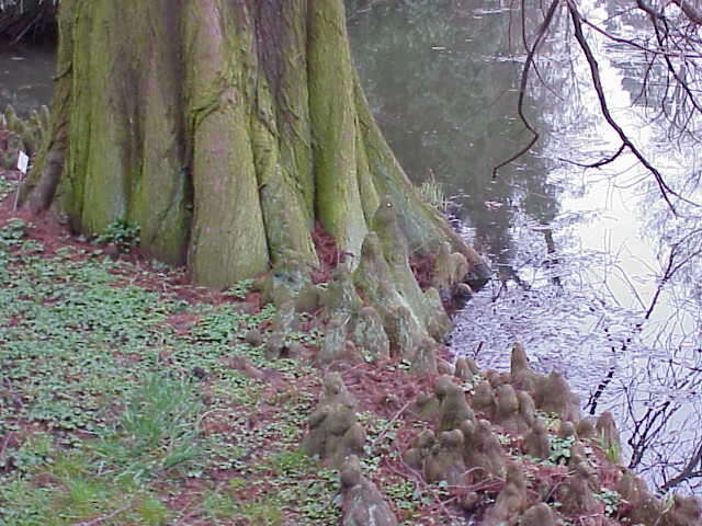 Image of Bald Cypress