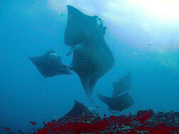 Image of Coastal Manta Ray