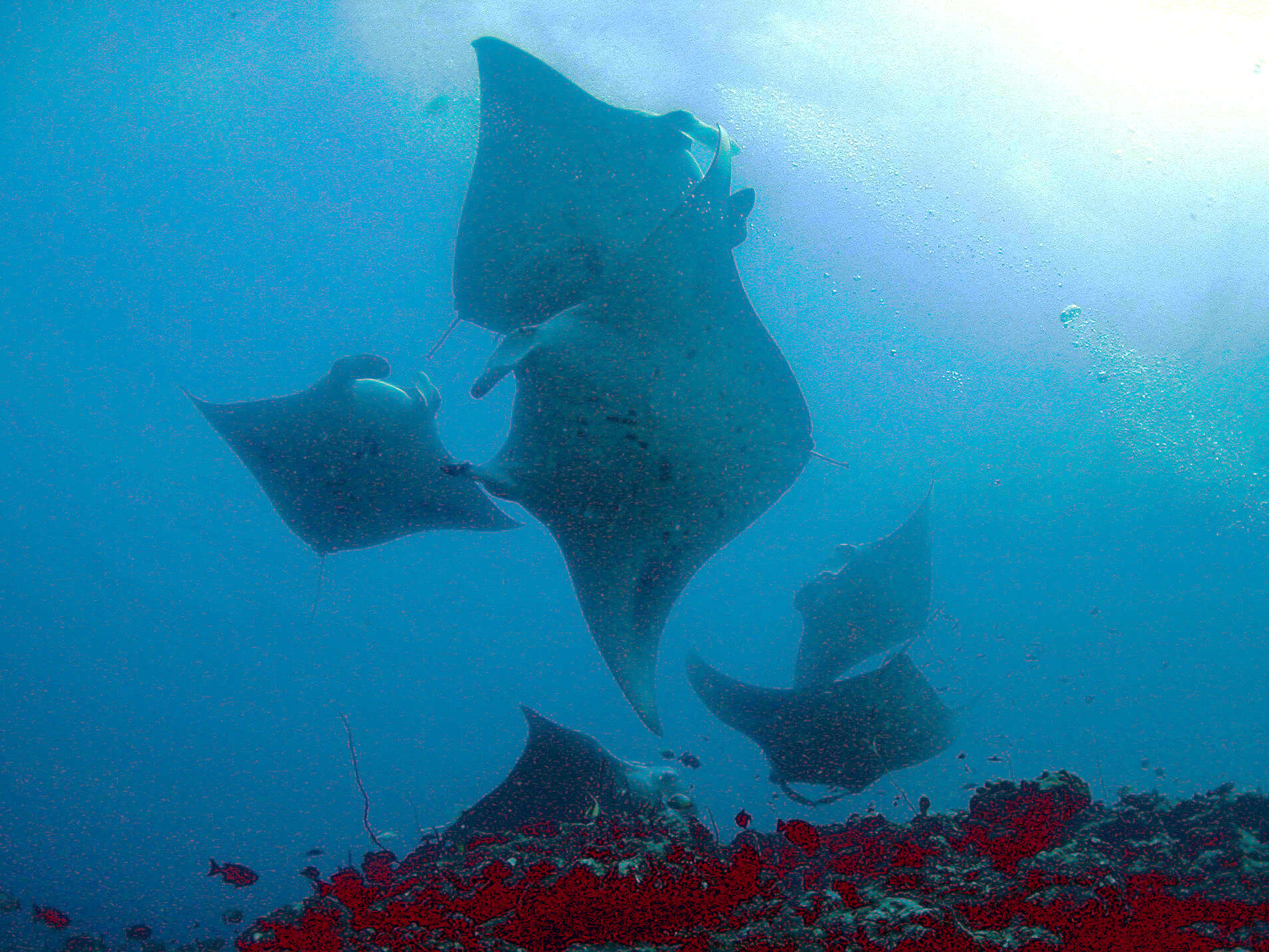 Image of Coastal Manta Ray