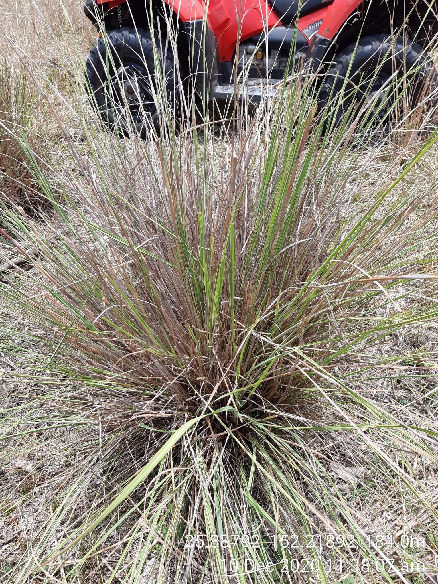 Plancia ëd Themeda avenacea (F. Muell.) T. Durand & B. D. Jacks.