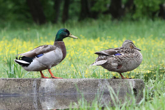 Image of Common Mallard