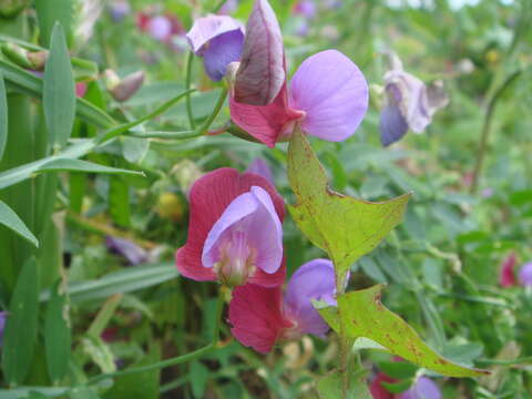 Imagem de Lathyrus clymenum L.