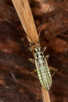 Image of Meadow Plant Bug