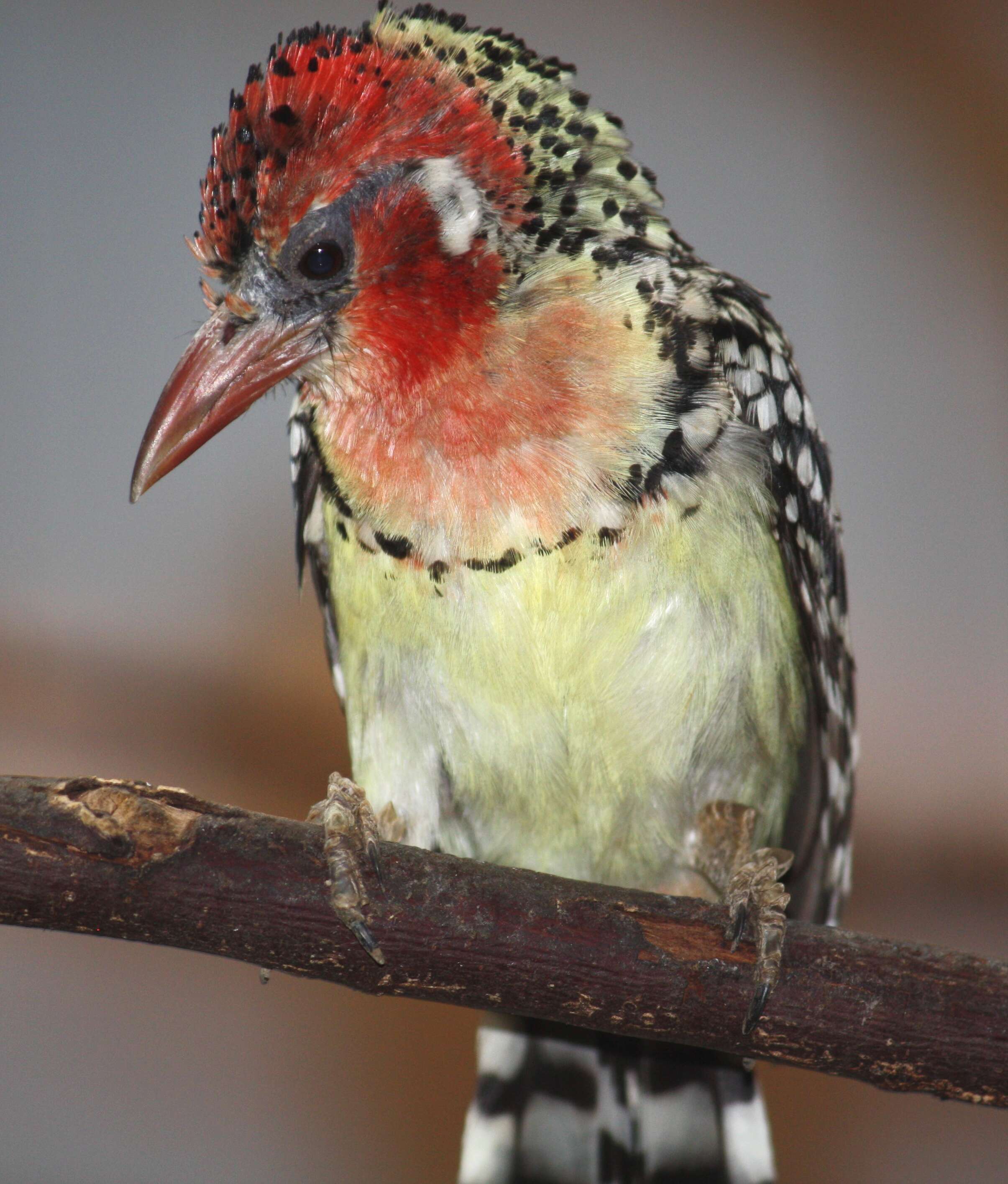 Image of Red-and-yellow Barbet