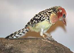 Image of Red-and-yellow Barbet