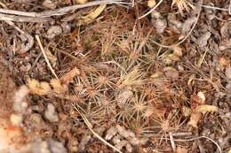 Image of Hester's foxtail cactus