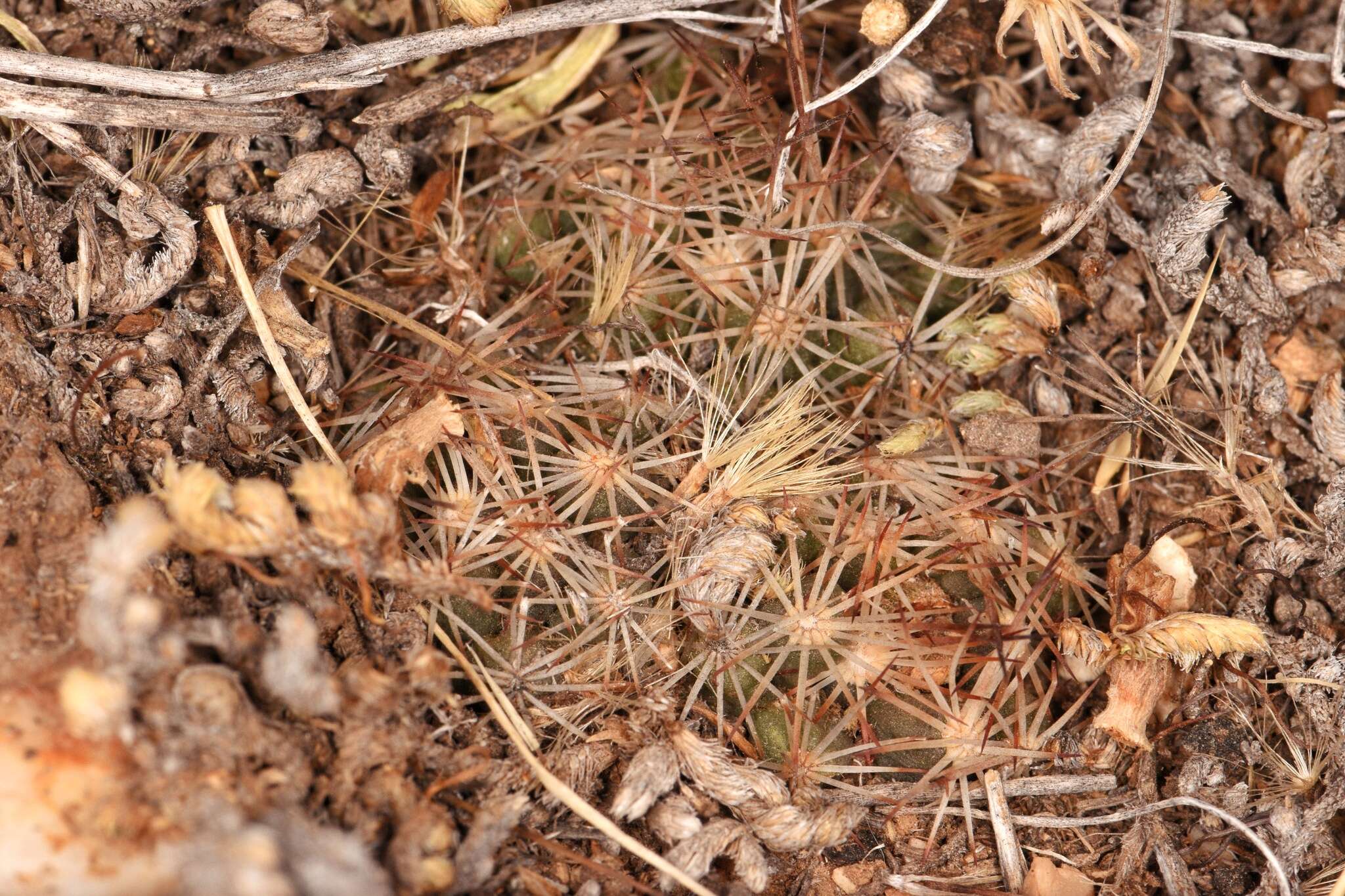 Image of Hester's foxtail cactus