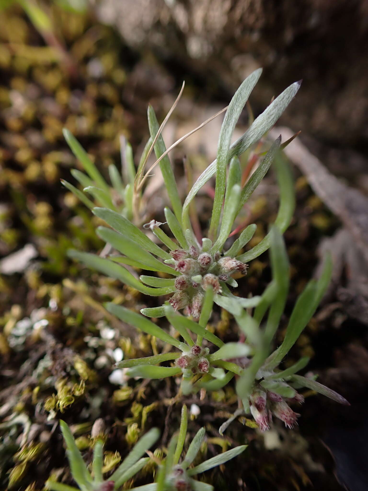 Plancia ëd Gnaphalium indutum Hook. fil.