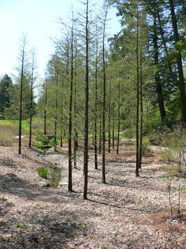 Image of Pond-Cypress