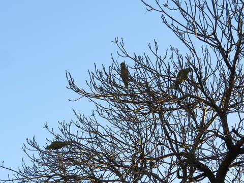 Image of Blue-fronted Amazon