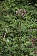 Image of arctic sweet coltsfoot