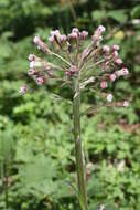 Image of arctic sweet coltsfoot