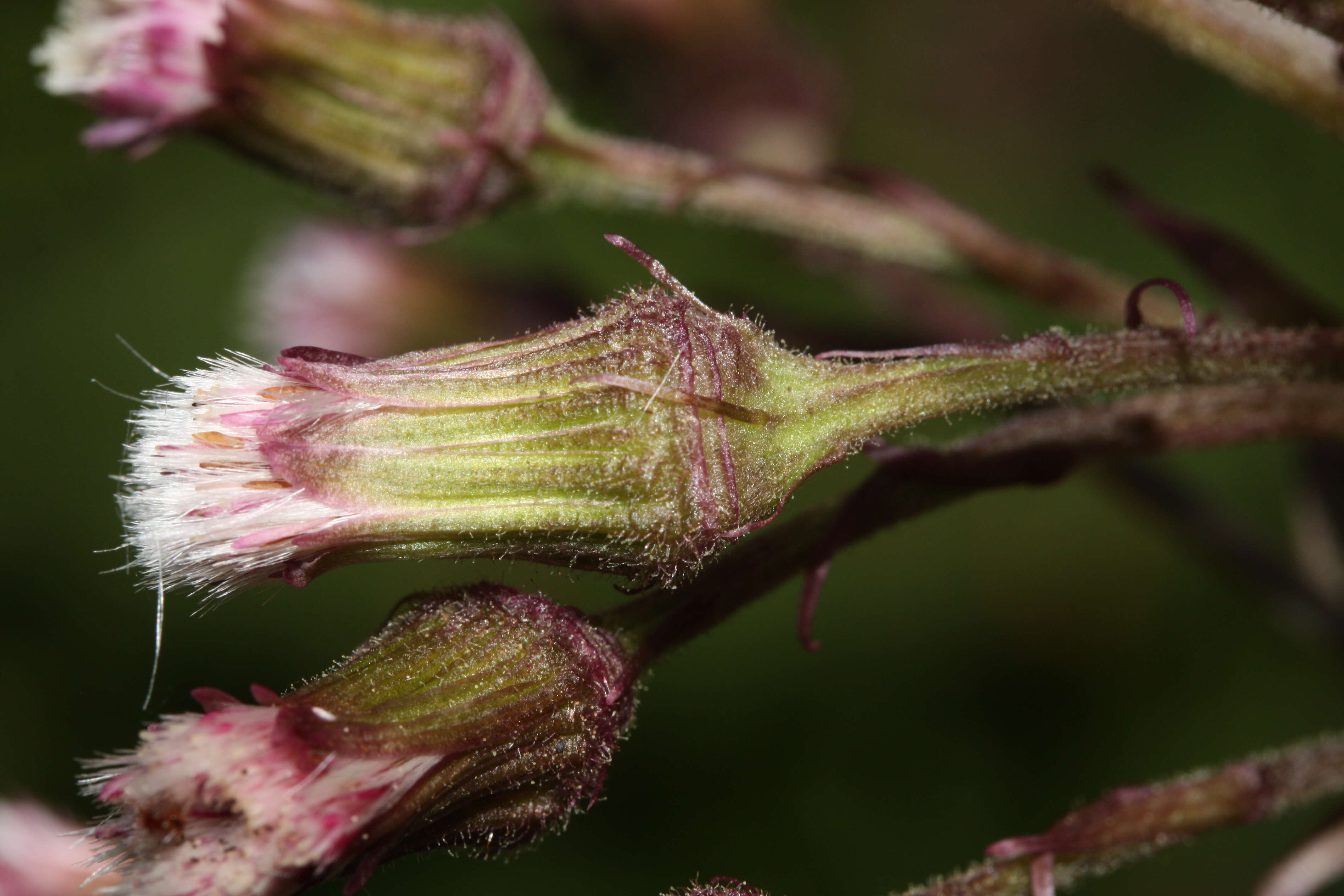 Image of arctic sweet coltsfoot